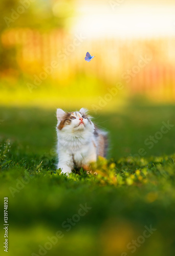 cute fluffy kitten walking on green grass in sunny garden and looking at flut...