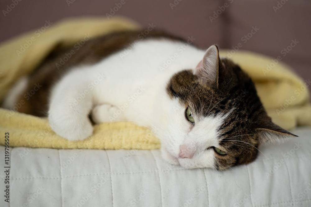 A sick cat is lying on the couch. The cat misses its owner. Emotional state of the cat. High quality photo