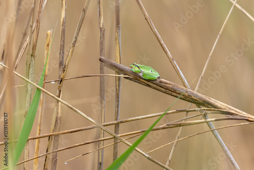 Laubfrosch sitzt im Schilf