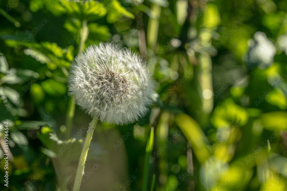 close-up of dandelion seed head in sunlight. close-up of dandelion seed head in sunlight.