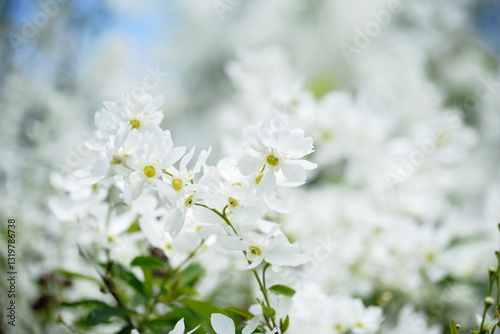 Fototapeta Naklejka Na Ścianę i Meble -  Beautiful lilac flowers background. Spring blossom. Purple lilac flower on bush. Bouquet of pink flowers, shallow depth of field. Happy Mother's Day greetings card. Copy space.