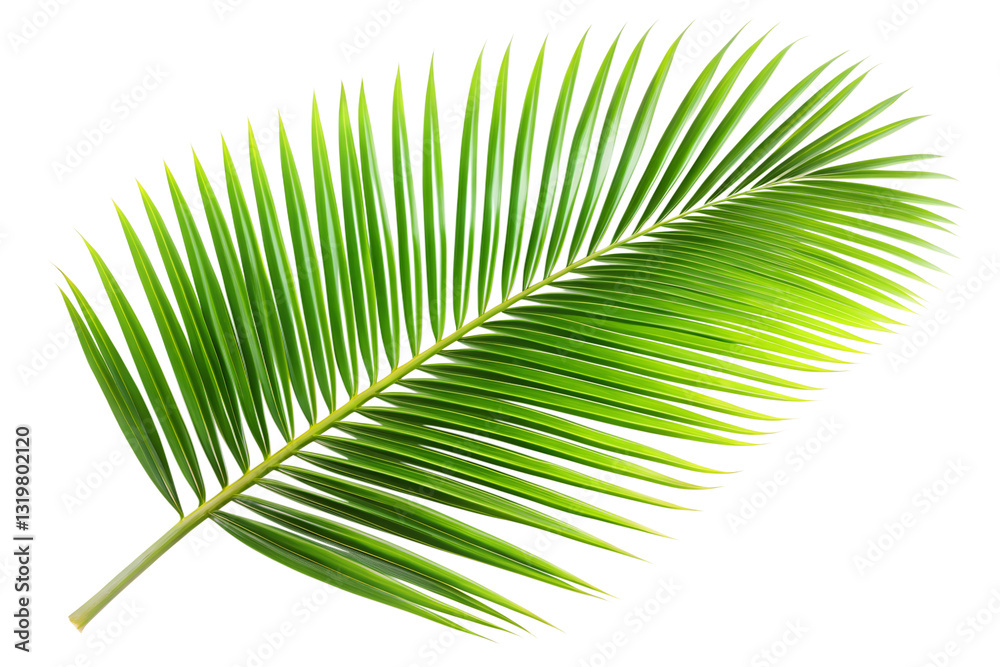 Fototapeta premium palm leaf isolated on white