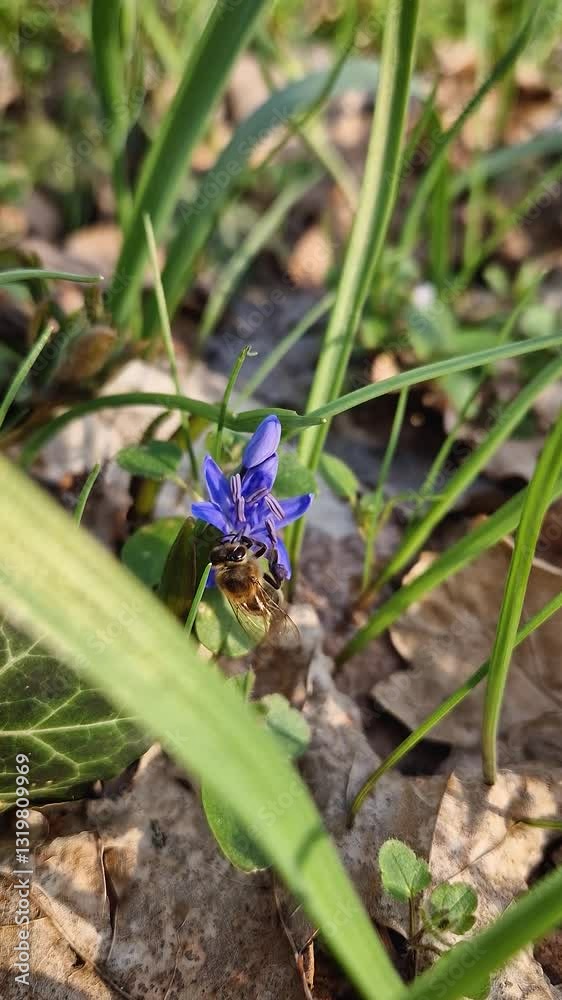 Close-up of a bee collecting nectar from a small alpine squill purple flower in the spring meadow. Purple blooming Scilla bifolia among green drass and dry leaves. Springtime pollination Close-up of a bee collecting nectar from a small alpine squill purple flower in the spring meadow. Purple blooming Scilla bifolia among green drass and dry leaves. Springtime pollination