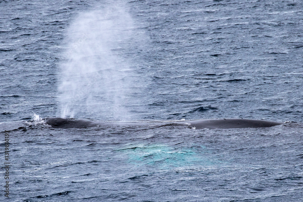 Fototapeta premium Humpback Whale coming to surface to breath