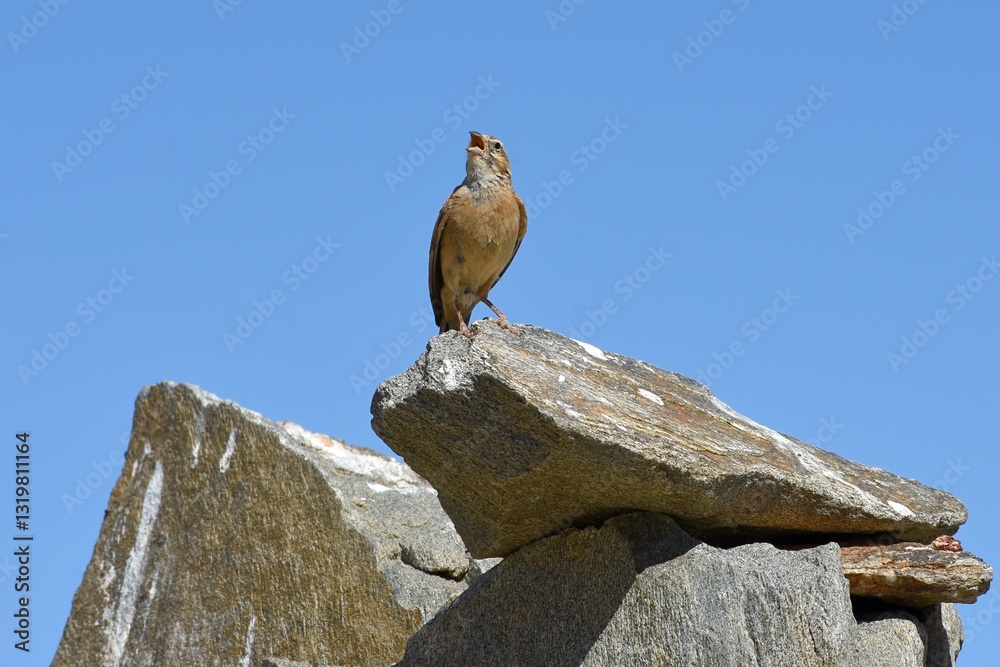 Obraz premium Singende Lerche in der Namib