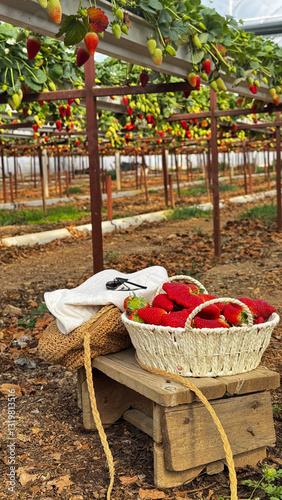 Basket strawberries bench.Strawberries growing plants. High quality 4k footage