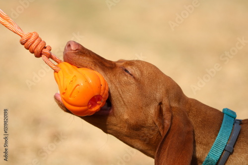 Hungarian Vizsla with her toy