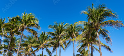 Fototapeta Naklejka Na Ścianę i Meble -  Summer vacation in Florida. Palm tree of California. Tropical beach in Miami. Tropical outdoor scene with palm tree. Tropical summer vacation. Exotic nature. Palm tree. Tropical palm grove