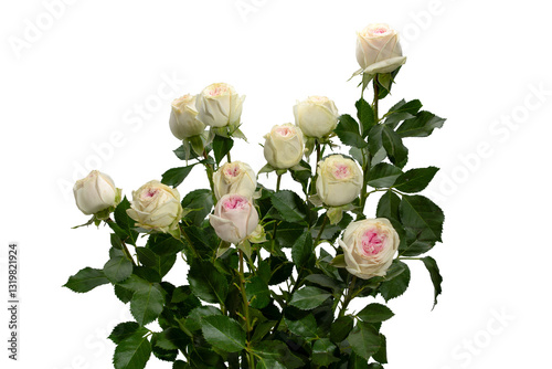 Beautiful bouquet of delicate fresh cream roses with pink center on transparent background, full depth of field.