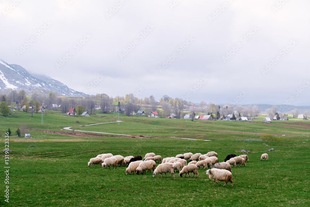 Fototapeta premium White sheep grazing on a green meadow near a village at the foot of the mountains