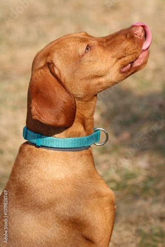 A Hungarian Vizsla dog's portrait