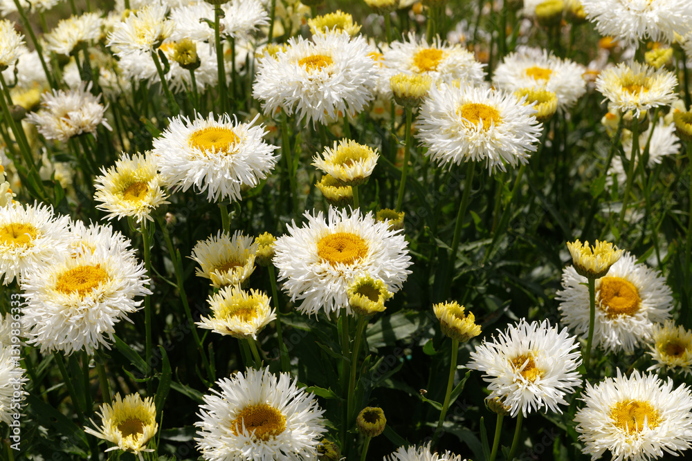 Fototapeta premium Beautiful summer flowers in full sun