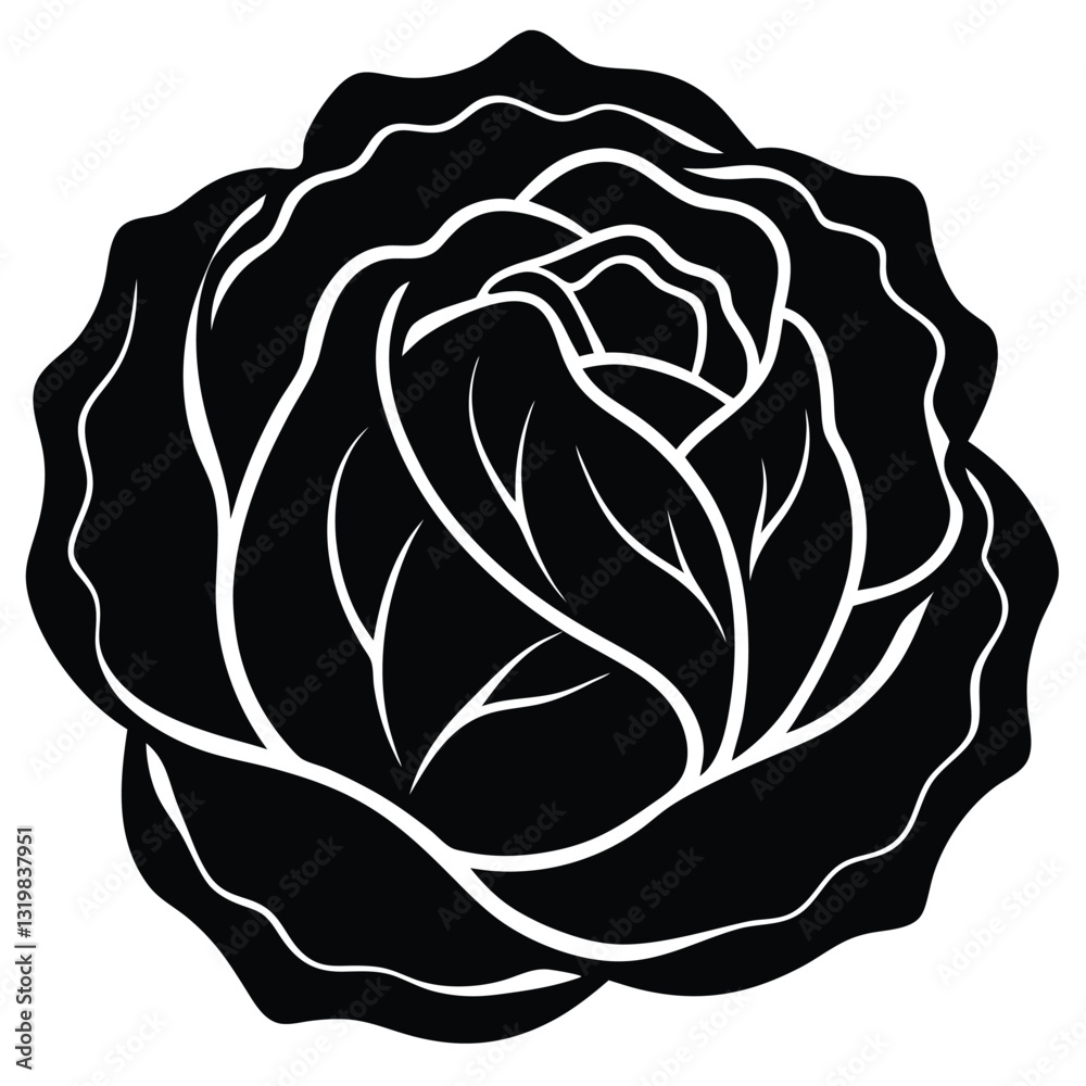 Obraz premium vector illustration of a cabbage