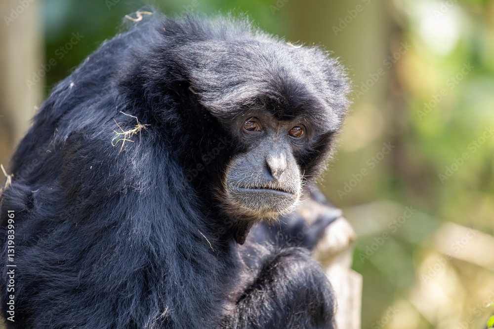Siamang Gibbon (Symphalangus syndactylus), a loud-calling primate from the rainforests of Sumatra.. Siamang Gibbon (Symphalangus syndactylus), a loud-calling primate from the rainforests of Sumatra..