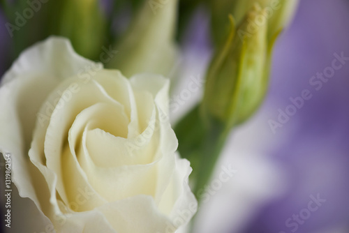 A delicate white eustoma flower in full bloom with soft petals, surrounded by green buds against a blurred purple background, creating an elegant and dreamy scene.