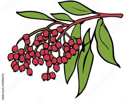 Christmas illustration of a Toyon branch with red berries and green leaves, isolated on white background photo