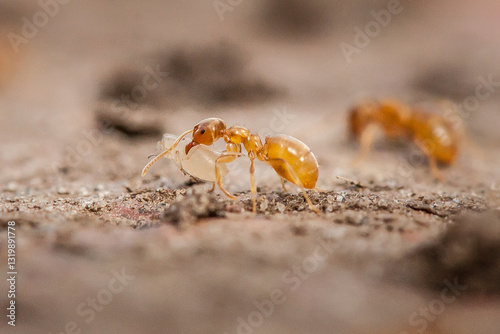 underground ant, lasius, flavus, ant, carrying larva, anthill, mandibles, worker, macro, photo