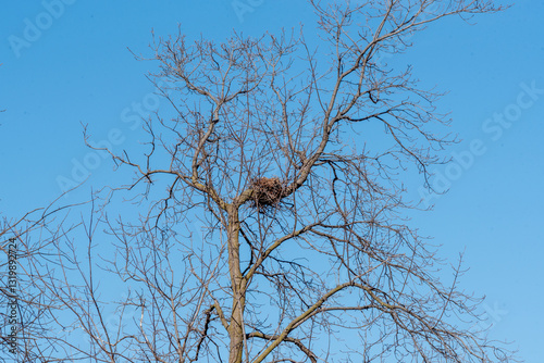 A Large Bird Or Squirrel Nest In A Bare Tree Against A Blue Sky In Spring In Wisconsin