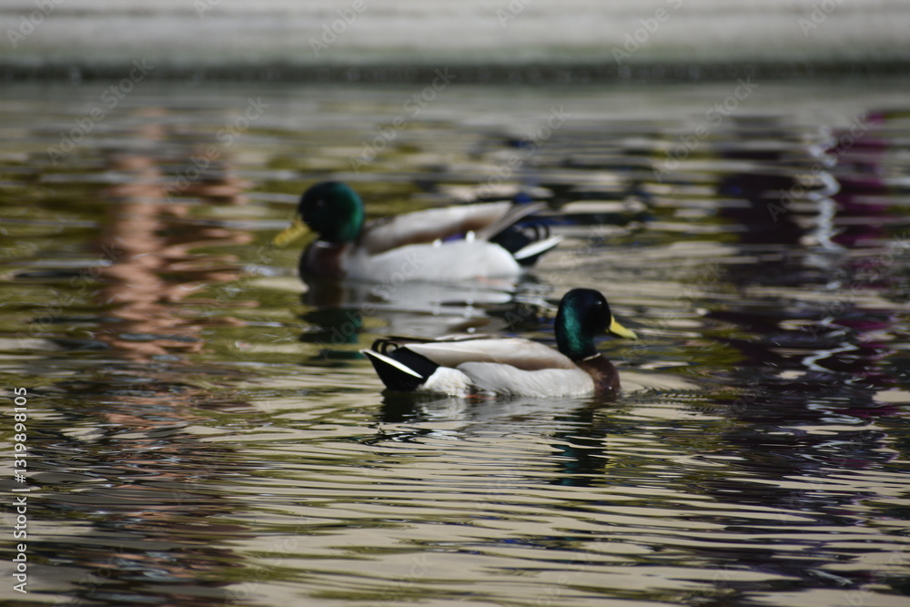 Fototapeta premium ducks in the lake