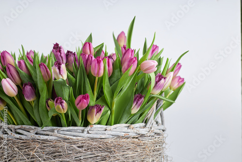 Fresh pink and purple tulip bouquet in a rustic wicker basket with white background and copy space for text  
