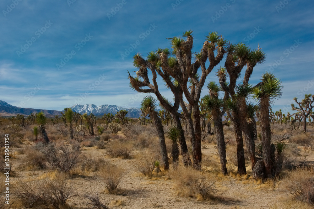 Joshua Trees, native and unique, in scenic desert region landscape of Cajon Pass along California Route 138 Joshua Trees, native and unique, in scenic desert region landscape of Cajon Pass along California Route 138