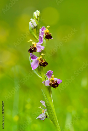 bee orchid (Ophrys apifera), blooming, Orchidea Rio Zunchini, Bancali, Sassari, Sardinia, Italy.