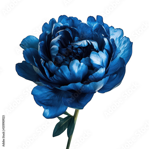 Fototapeta Naklejka Na Ścianę i Meble -  a vibrant blue peony flower stands out against a white background showcasing its intricate petals and natural beauty perfect for decoration or artistic inspiration
