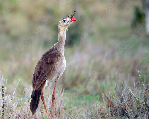 close-up of a Red-legged Seriema (Cariama cristata) walking in the middle of the caatinga, in Bahia, state of Brazil photo