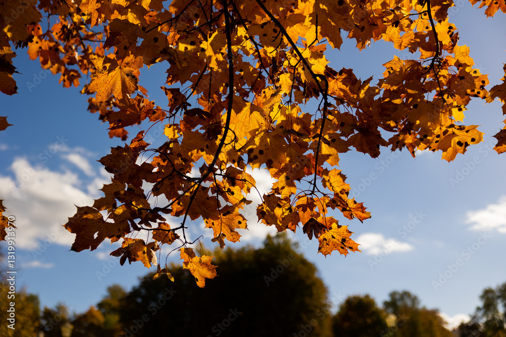 Sunlit autumn leaves on a tree branch against a blue sky with scattered clouds. Fall season and nature background concept Sunlit autumn leaves on a tree branch against a blue sky with scattered clouds. Fall season and nature background concept