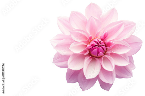 Elegant pink flower with delicate petals isolated on Transparent Background