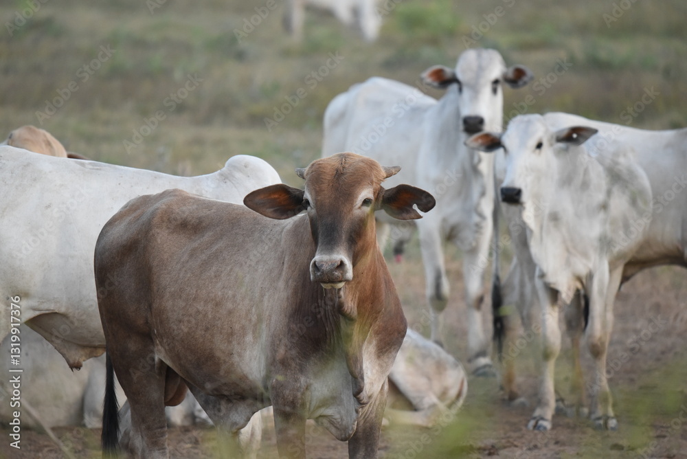 cows in a field cows in a field
