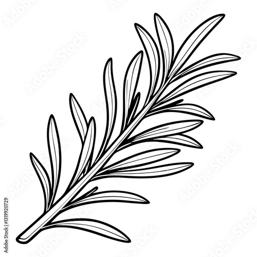 Rosemary sprig vector illustration with a botanical style black line art drawing