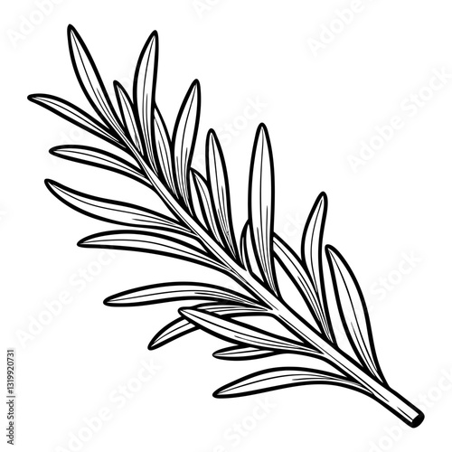 Rosemary sprig vector illustration with a botanical style black line art drawing
