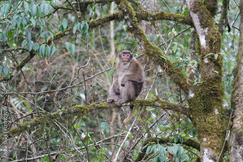 A threatening monkey on a tree