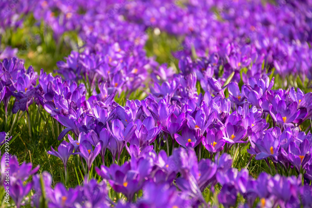 Naklejka premium Purple crocus flowers in spring