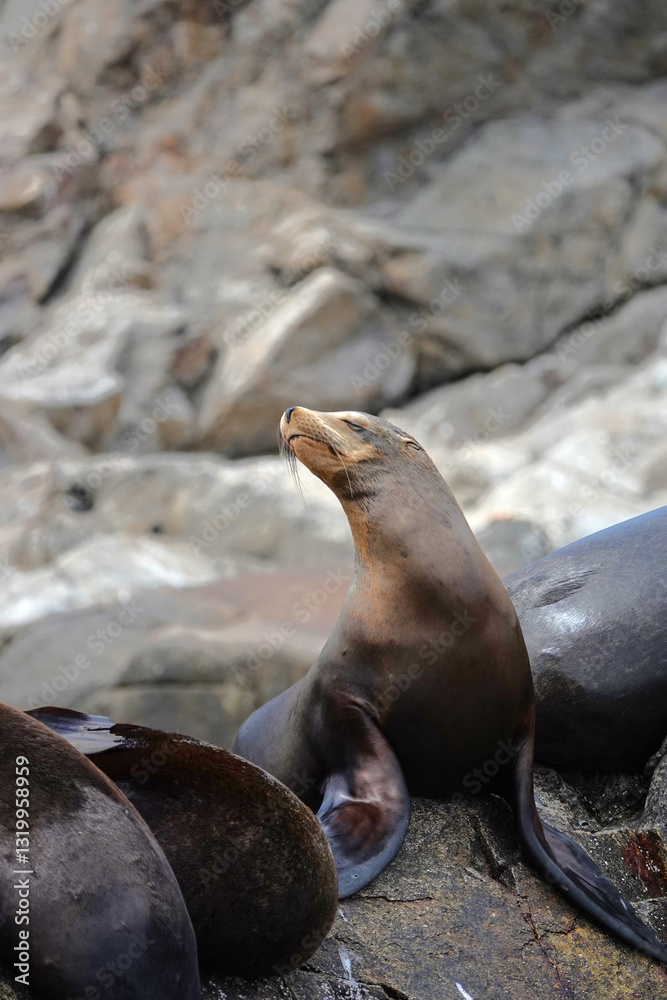Fototapeta premium Seals bask on rocky beaches, soaking up the sun and beauty of Espiritu Santo Island in Baja California Sur. Baja California Sur, Mexico.