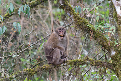 A threatening monkey on a tree