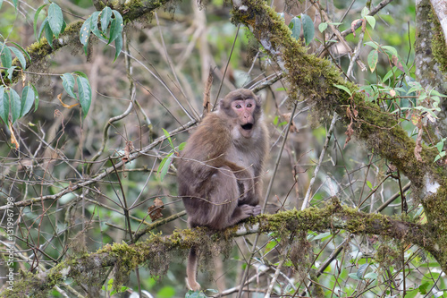 A threatening monkey on a tree
