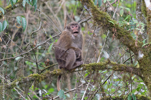 A threatening monkey on a tree