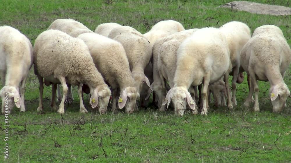 Lambs in a farming property, in Aldeadavila, Salamanca. Lambs in a farming property, in Aldeadavila, Salamanca.