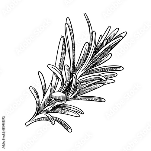 Hand draw vector Illustration of Rosemary branch aromatic herb