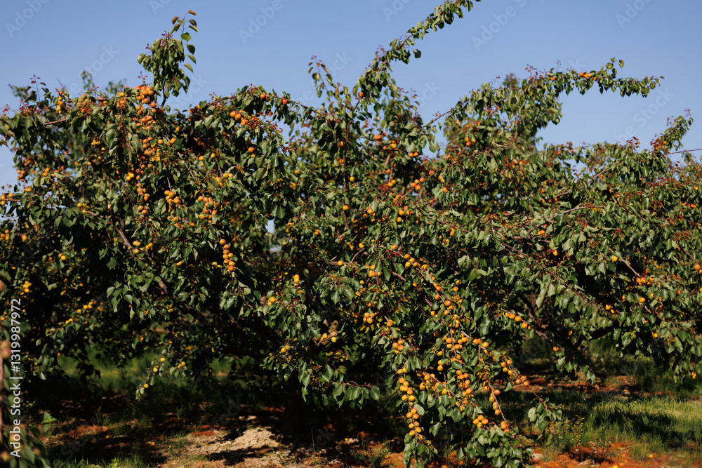 Large apricot tree with ripe, golden fruits hanging from the branches under the sunlight Large apricot tree with ripe, golden fruits hanging from the branches under the sunlight