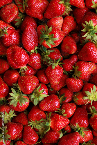 Close-up of many large, ripe strawberries showcasing their vibrant red color and smooth texture