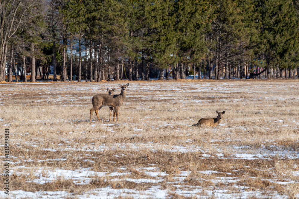 White-Tailed Deer Resting And Feeding In An Urban Snow Covered Field In Spring In Wisconsin