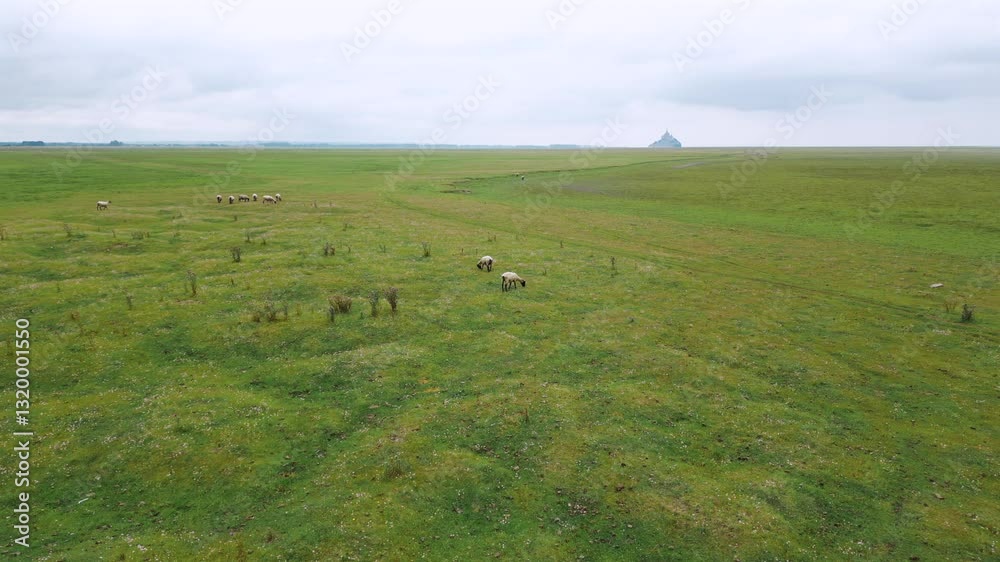 Peaceful Flock of Sheep Grazing on Green Fields with Mont Saint-Michel in the Background Peaceful Flock of Sheep Grazing on Green Fields with Mont Saint-Michel in the Background