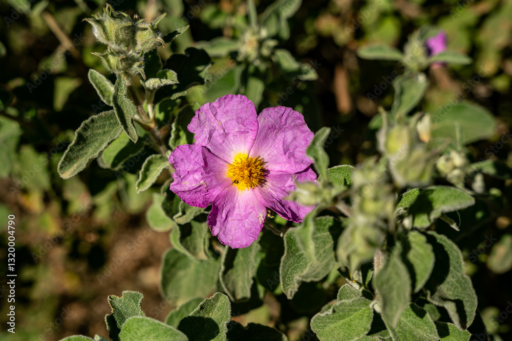 Cistus albidus or grey-leaved cistus, shrubby species of flowering plant in the family Cistaceae, with pink to purple flowers, in the Archaeological Park of Baratti and Populonia, Tuscany, Italy Cistus albidus or grey-leaved cistus, shrubby species of flowering plant in the family Cistaceae, with pink to purple flowers, in the Archaeological Park of Baratti and Populonia, Tuscany, Italy