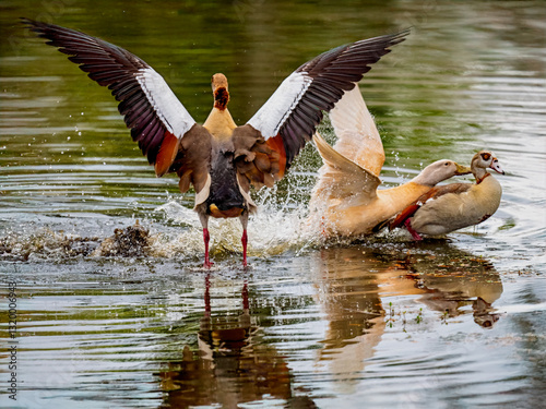 Domestic Goose shows up and interfere with Egyptian Geese mating