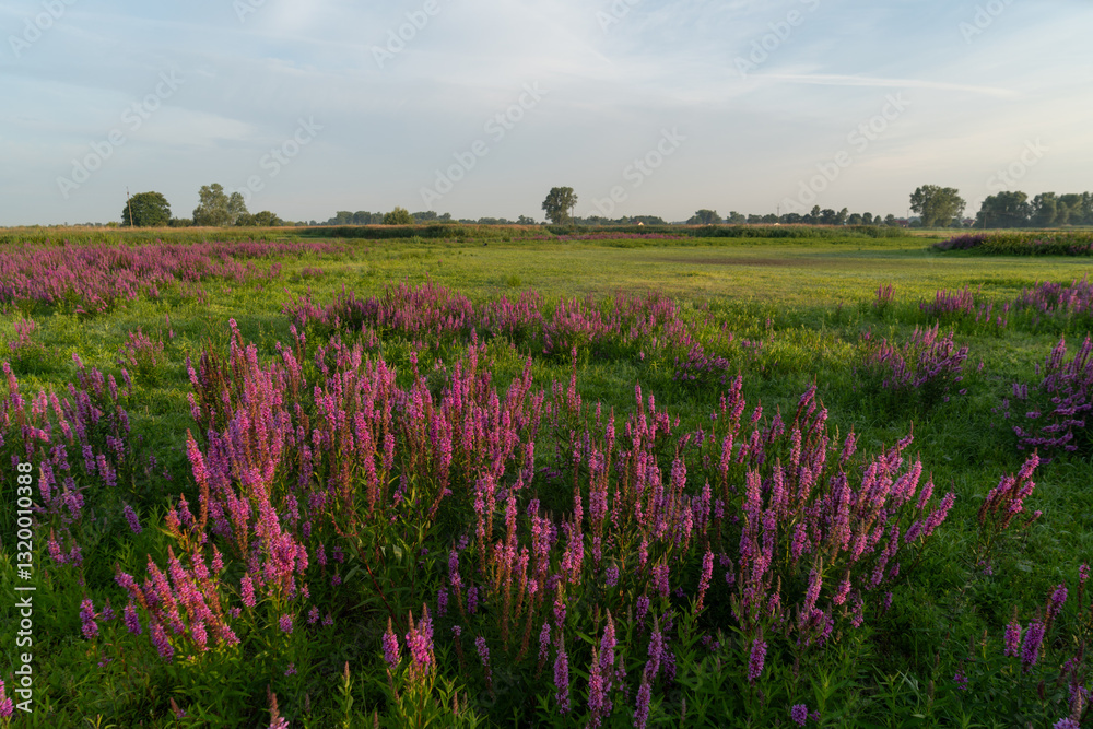 Łąki nad Nerem, kwitnąca Krwawnica pospolita