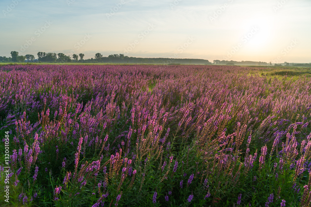 Łąki nad Nerem, kwitnąca Krwawnica pospolita