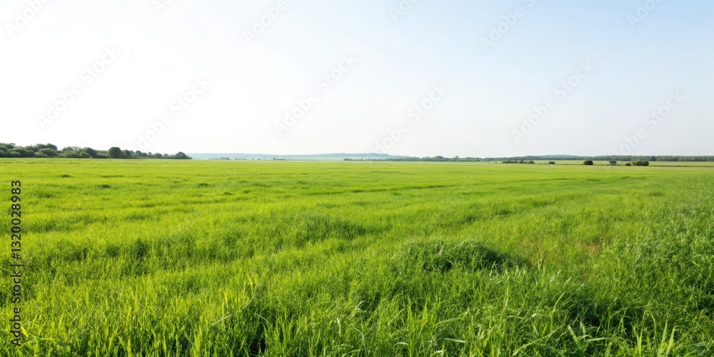 Obraz premium Silhouette Grassland Sunset: Oil Painting Landscape Photography